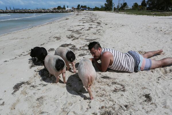 Người đàn ông với những con lợn Việt Nam trên bãi biển ở bang Yucatan, Mexico - Sputnik Việt Nam