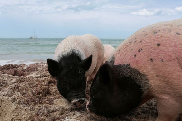 Những chú lợn Việt Nam trên bãi biển ở bang Yucatan, Mexico - Sputnik Việt Nam