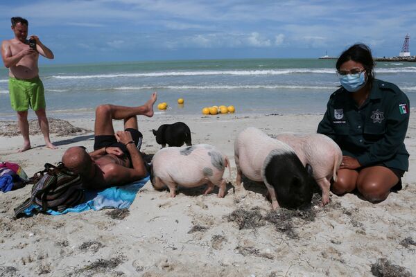 Nữ cảnh sát với đàn lợn Việt Nam trên bãi biển ở bang Yucatan, Mexico - Sputnik Việt Nam