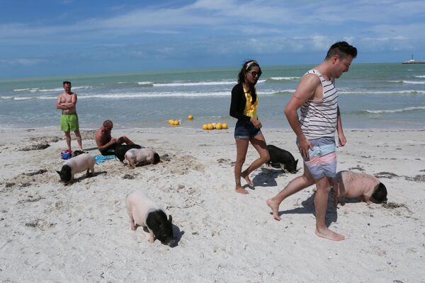 Những người chơi với đàn lợn Việt Nam trên bãi biển ở bang Yucatan, Mexico - Sputnik Việt Nam