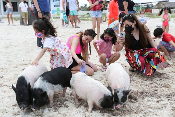 Du khách với những chú lợn Việt Nam trên bãi biển ở bang Yucatan, Mexico - Sputnik Việt Nam