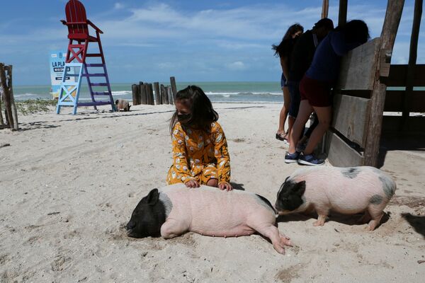 Trẻ em với những chú lợn Việt Nam trên bãi biển ở bang Yucatan, Mexico - Sputnik Việt Nam