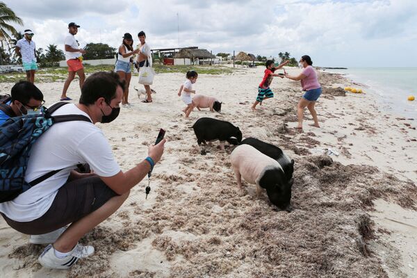 Chụp ảnh những chú lợn Việt Nam trên bãi biển ở bang Yucatan, Mexico - Sputnik Việt Nam