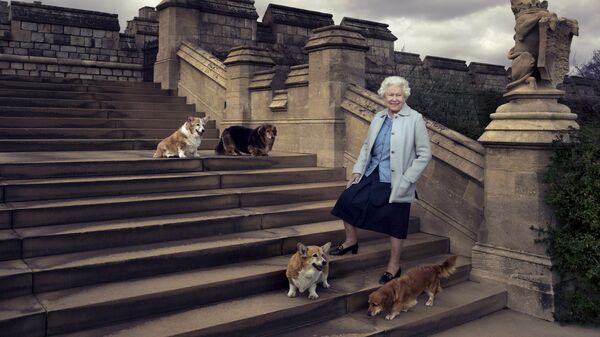 Elizabeth II trong một lần đi dạo gần Lâu đài Windsor với những chú chó của mình - Corgi Willow và Holly và Dorgi Vulkan và Candy - Sputnik Việt Nam
