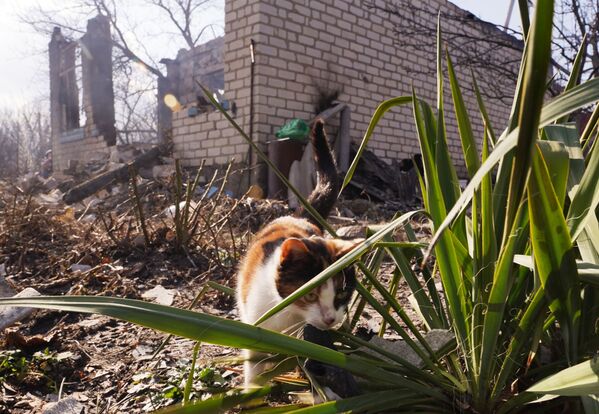 Con mèo tại hiện trường vụ tấn công bằng pháo của Lực lượng vũ trang Ukraina ở làng Pionerskoye ở Cộng hòa Nhân dân Lugansk, hai người tử vong - Sputnik Việt Nam