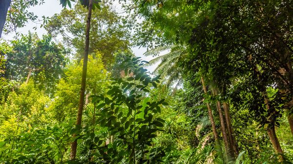 Rừng nhiệt đới ở Singapore - Sputnik Việt Nam