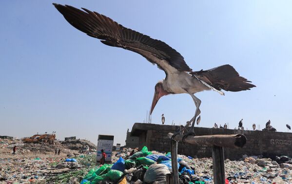 Con cò Marabou tại bãi rác thải nhựa ở Kenya - Sputnik Việt Nam