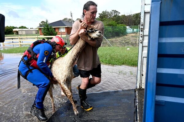 Các tình nguyện viên từ cơ quan quốc gia về tình trạng khẩn cấp giải cứu con llama khỏi trang trại bị ngập lụt ở phía tây Sydney, Australia - Sputnik Việt Nam