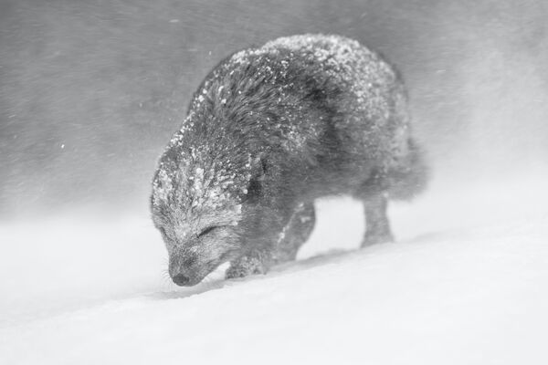 Bức ảnh &quot;Cáo xanh Bắc Cực hiếm hoi&quot; của nhiếp ảnh gia Anh Vince Burton, giải nhất trong hạng mục Đen trắng, cuộc thi World Nature Photography Awards 2021 - Sputnik Việt Nam