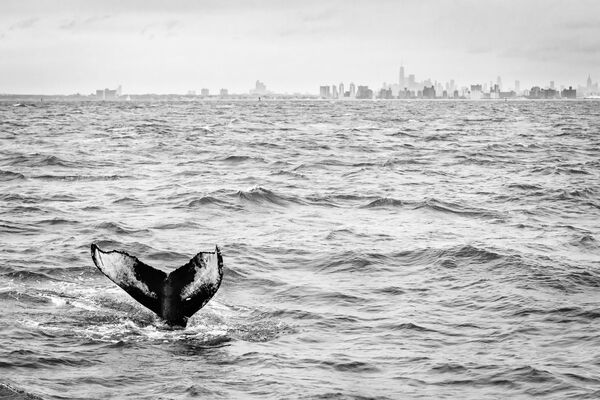 Bức ảnh &#x27;Cá voi lưng gù&#x27; của nhiếp ảnh gia Mỹ Matthijs Noome, giải nhất hạng mục Động vật hoang dã tại thành phố , cuộc thi World Nature Photography Awards 2021 - Sputnik Việt Nam