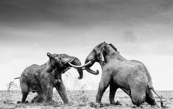 Tác phẩm &quot;Hai con voi đánh nhau&quot; của nhiếp ảnh gia Anh William Fortescue, giải hai hạng mục Hành vi - Động vật có vú , cuộc thi World Nature Photography Awards 2021 - Sputnik Việt Nam