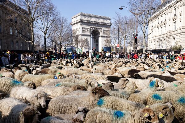 Người qua đường ngắm đàn cừu trong thành phố gần Khải Hoàn Môn ở Paris - Sputnik Việt Nam