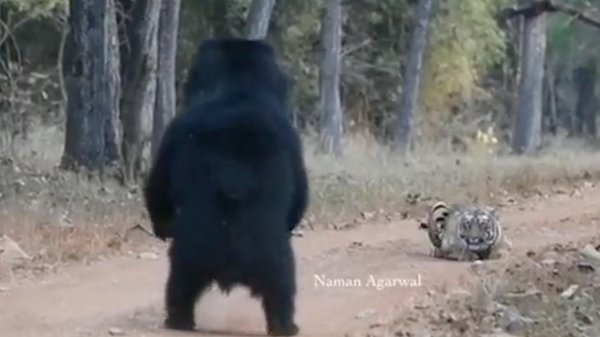 Video: con gấu nguy hiểm nhất thế giới gặp hổ - Sputnik Việt Nam