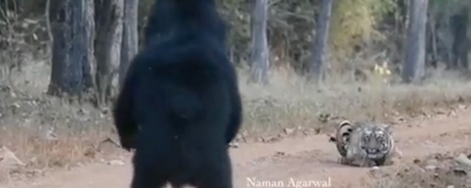 Video: con gấu nguy hiểm nhất thế giới gặp hổ - Sputnik Việt Nam, 1920, 13.03.2022