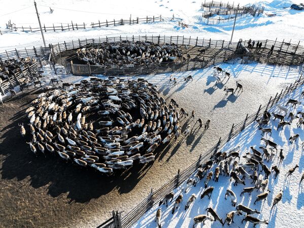 Đàn hươu của trại sản xuất nông nghiệp &quot;Tundra&quot; ở tỉnh Murmansk - Sputnik Việt Nam