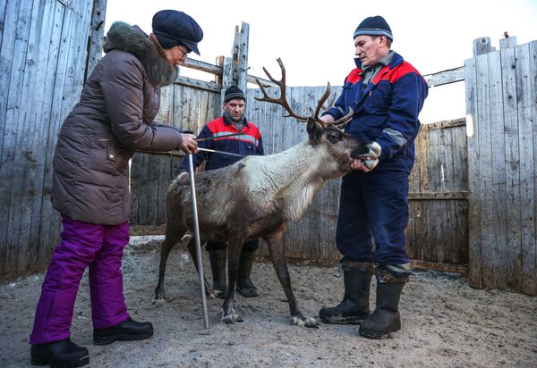Đánh giá quần thể tuần lộc để biết sự phù hợp giống động vật tại trại sản xuất nông nghiệp &quot;Tundra&quot; ở vùng Murmansk - Sputnik Việt Nam