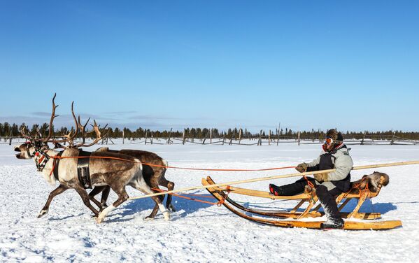 Người chăn nuôi tuần lộc của trại sản xuất nông nghiệp &quot;Tundra&quot; ngồi xe tuần lộc ở tỉnh Murmansk - Sputnik Việt Nam