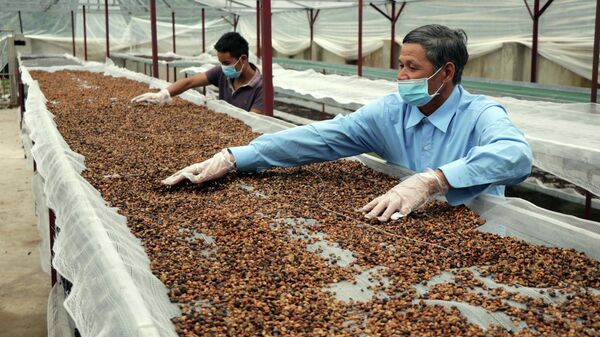 Sản phẩm cà phê của Hợp tác xã Bích Thao (Sơn La) đạt tiêu chuẩn OCOP 5 sao quốc gia - Sputnik Việt Nam
