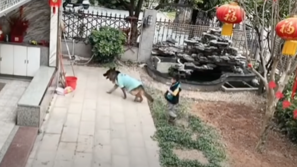 Chú chó thông minh đã cứu một đứa trẻ và dùng vợt vớt quả bóng của cậu bé ra khỏi ao - Sputnik Việt Nam
