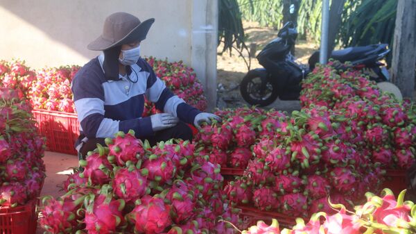 Thanh long loại 1 được thương lái thu mua với giá 7.000 đến 9.000 đồng/kg, thanh long loại 2 và loại 3 hầu như không có ai mua, khiến nhà vườn thua lỗ nặng nề - Sputnik Việt Nam
