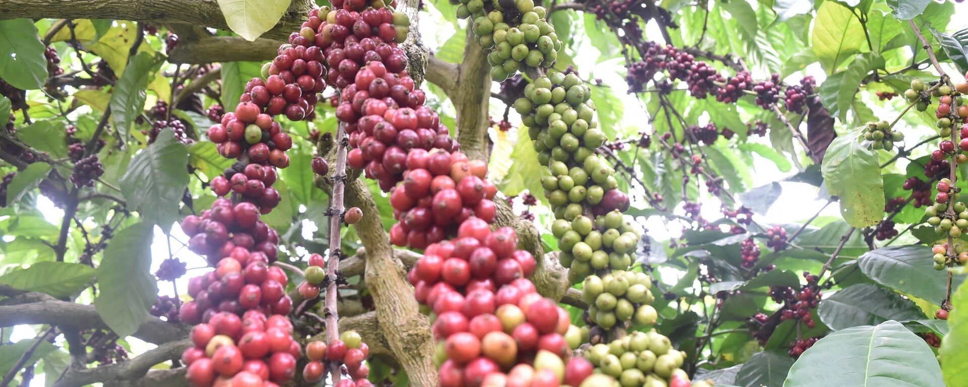 Cà phê của tỉnh Đắk Nông sản xuất theo bộ tiêu chuẩn quốc tế phục vụ xuất khẩu - Sputnik Việt Nam, 1920, 08.04.2022