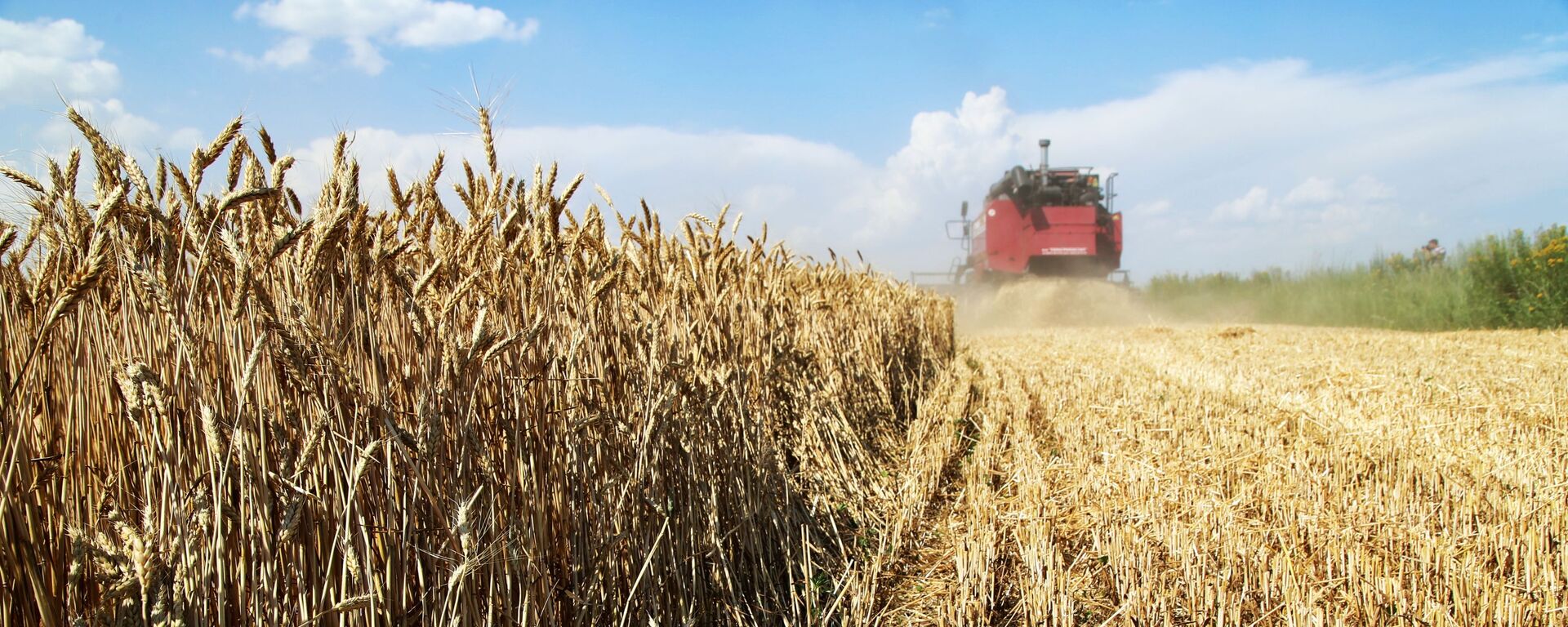 Thu hoạch lúa mì trên cánh đồng ở vùng Donetsk - Sputnik Việt Nam, 1920, 15.07.2023