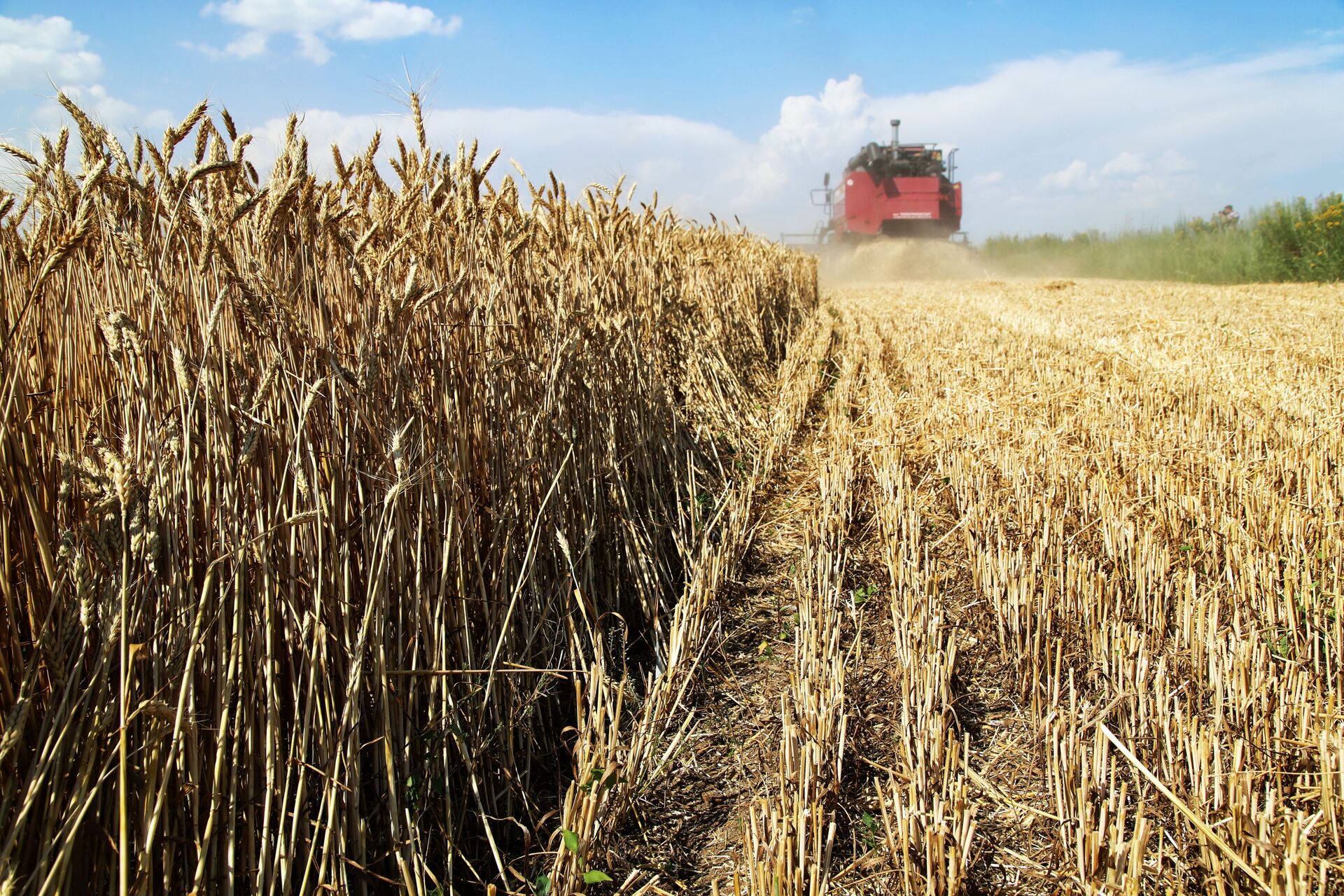 Thu hoạch lúa mì trên cánh đồng ở vùng Donetsk - Sputnik Việt Nam, 1920, 31.03.2022