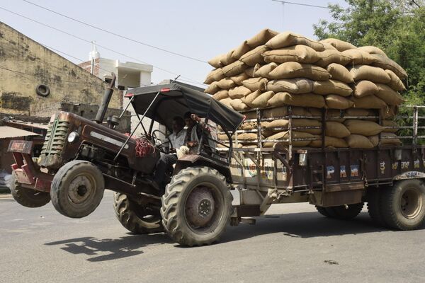 Công nhân vận chuyển những bao tải gạo trên máy kéo ở Amritsar, Ấn Độ - Sputnik Việt Nam