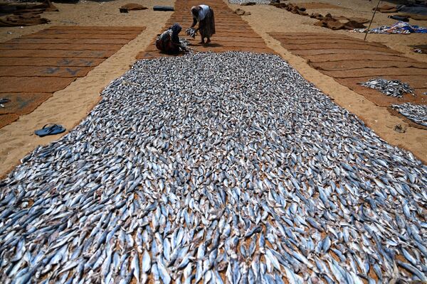 Công nhân chế biến cá muối tại cảng cá ở Negombo, Sri Lanka - Sputnik Việt Nam