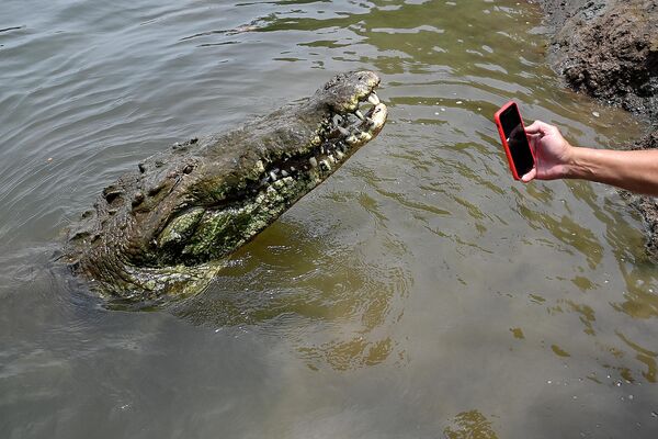 Chụp ảnh cá sấu ở sông Tarcoles ở Costa Rica - Sputnik Việt Nam
