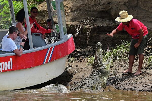 Nhóm khách du lịch và hướng dẫn viên với cá sấu ở Costa Rica - Sputnik Việt Nam