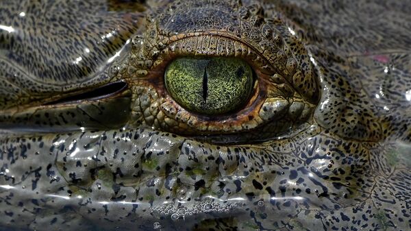 Cá sấu ở sông Tarcoles , Costa Rica - Sputnik Việt Nam