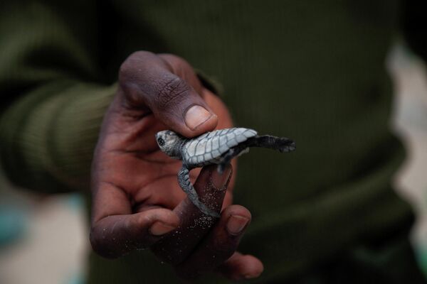 Nhân giống rùa biển trên bờ biển Muanda có nguy cơ biến mất ở Congo - Sputnik Việt Nam