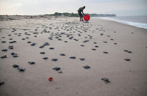 Thả rùa biển trên bờ biển Muanda sắp biến mất ở Congo - Sputnik Việt Nam