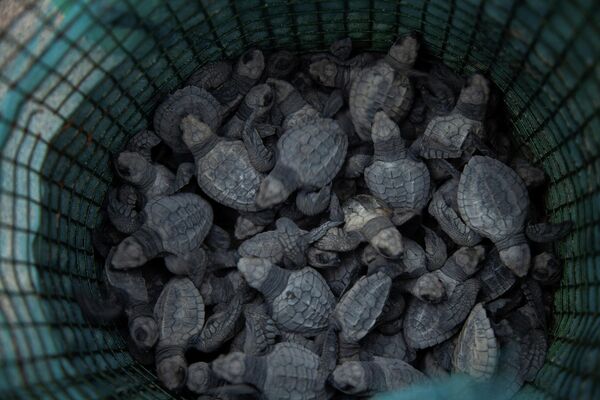 Rùa biển trước khi được thả vào tự nhiên trên bờ biển Muanda có nguy cơ biến mất ở Congo - Sputnik Việt Nam