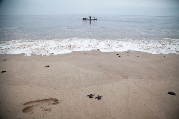 Ngư dân và rùa trên bờ biển Muanda có nguy cơ biến mất ở Congo - Sputnik Việt Nam