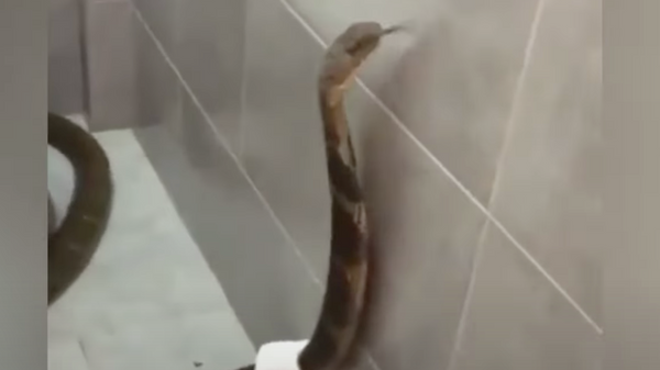Con rắn độc dài nhất ăn trộm giấy vệ sinh - Sputnik Việt Nam