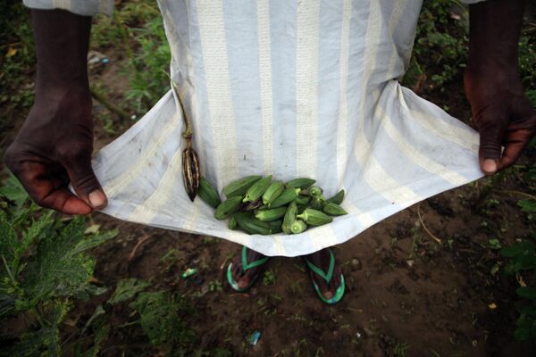Ăn đậu bắp được coi là yếu tố quan trọng để duy trì sức khỏe ở Nigeria.Ảnh: Nông dân thu hoạch đậu bắp trong sân nhà, Nigeria - Sputnik Việt Nam