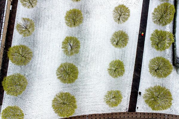 Cây xanh trên cánh đồng phủ đầy tuyết mới rơi ở Frankfurt, Đức - Sputnik Việt Nam