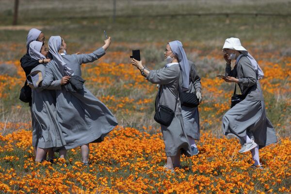Các cô nữ tu chụp ảnh trên cánh đồng hoa ở California, Mỹ - Sputnik Việt Nam
