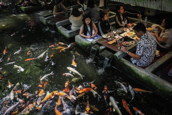 Thực khách xem cá chép bơi tại nhà hàng cá ở Chiang Mai, Thái Lan - Sputnik Việt Nam