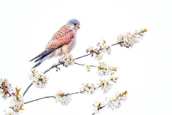 Bức ảnh chụp một chú chim ưng kestrel được gọi là &quot;Florist&quot; của nhiếp ảnh gia Thomas Hempelmann, người chiến thắng chung cuộc của giải GDT Nature Photographer of the Year 2022 - Sputnik Việt Nam