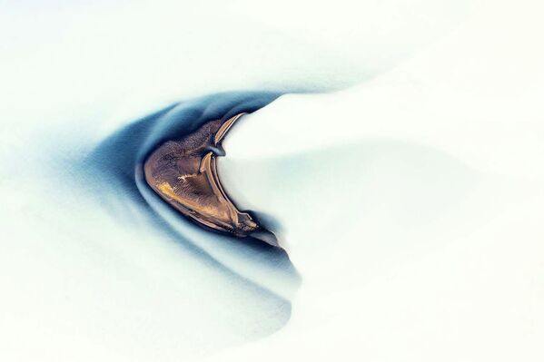 Ảnh &quot;Dòng sông băng&quot; được chụp bởi Uwe Hasubek, á quân trong hạng mục «Studio chụp ảnh tự nhiên» trong cuộc thi GDT Nature Photographer of the Year 2022 - Sputnik Việt Nam