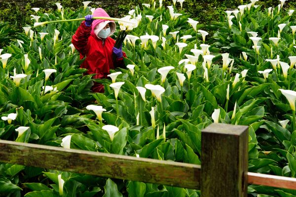 Người nông dân hái hoa rum tại trang trại của mình ở Vườn quốc gia Dương Minh Sơn (Yangmingshan) ở Đài Bắc, Đài Loan - Sputnik Việt Nam