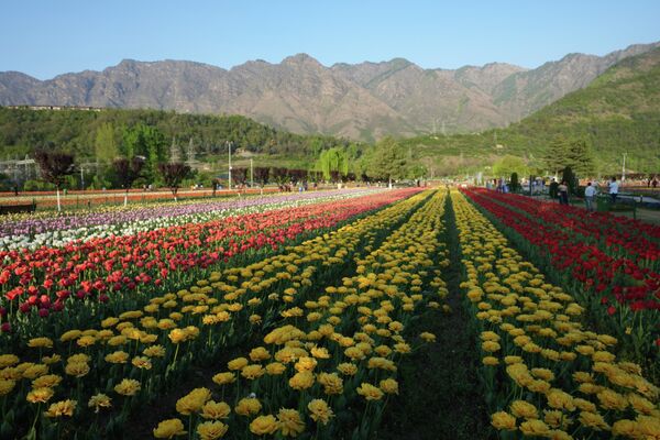 Trong Vườn hoa tulip tưởng niệm Indira Gandhi, ở Srinagar, Kashmir, Ấn Độ - Sputnik Việt Nam