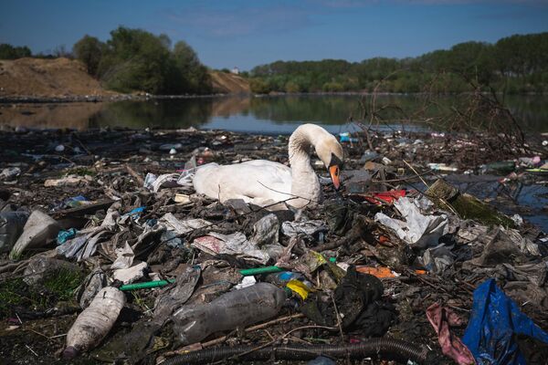 Thiên nga làm tổ từ thùng rác nhựa gần cống thoát nước bên bờ sông Danube gần trung tâm Belgrade, Serbia - Sputnik Việt Nam
