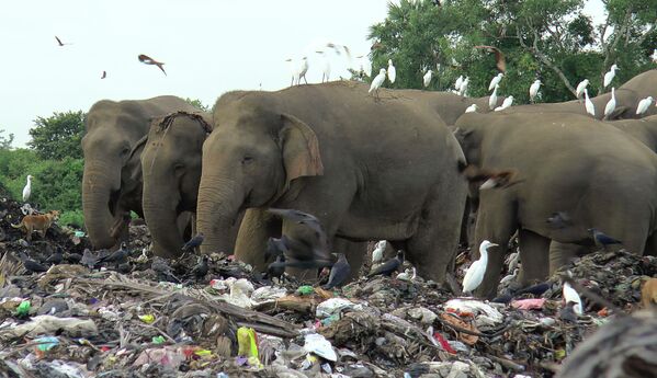 Những con voi hoang dã tìm thức ăn trong bãi thải lộ thiên ở làng Pallakkadu, Sri Lanka - Sputnik Việt Nam