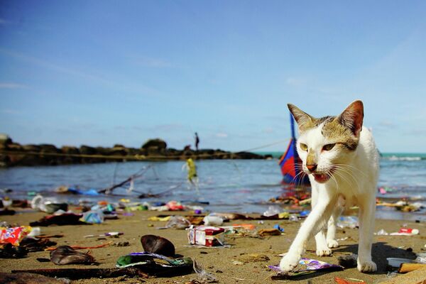 Con mèo bới rác dạt vào bờ biển ở Indonesia - Sputnik Việt Nam
