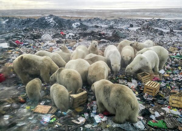 Gấu Bắc Cực kiếm ăn tại bãi rác gần làng Belushya Guba trên quần đảo Novaya Zemlya của Nga - Sputnik Việt Nam