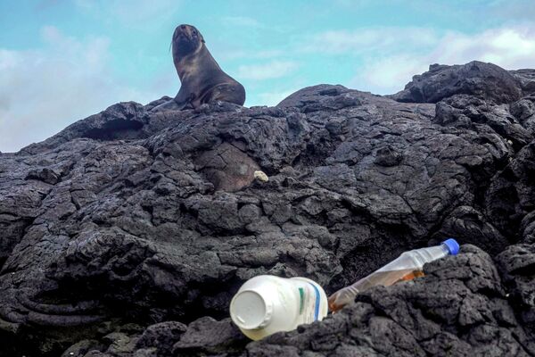 Hải cẩu lông gần đám rác trên đảo Isabela thuộc quần đảo Galapagos ở Thái Bình Dương - Sputnik Việt Nam